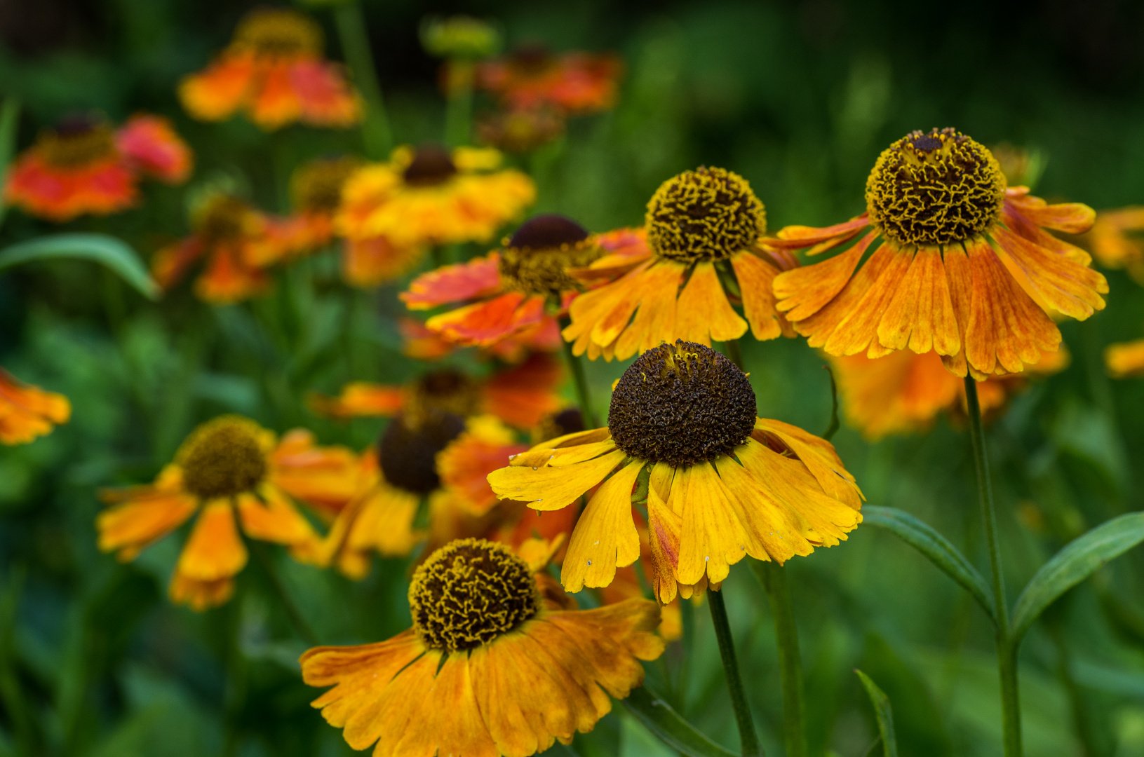 Gartenimpressionen