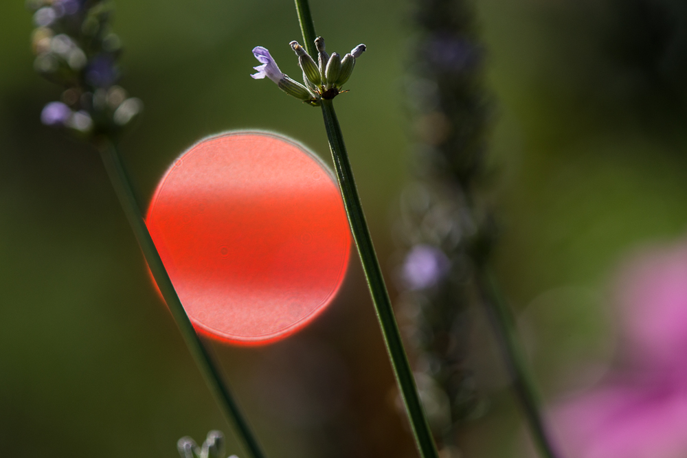 Gartenimpressionen (1)