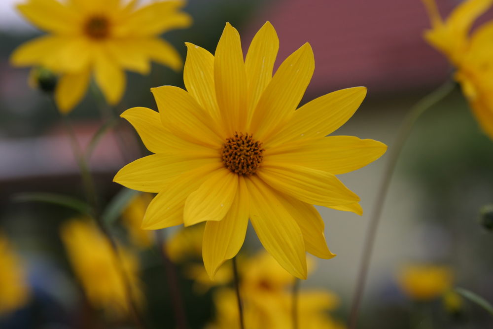 Gartenimpressionen