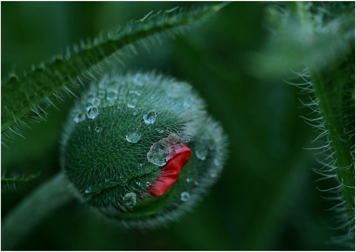 Gartenimpressionen