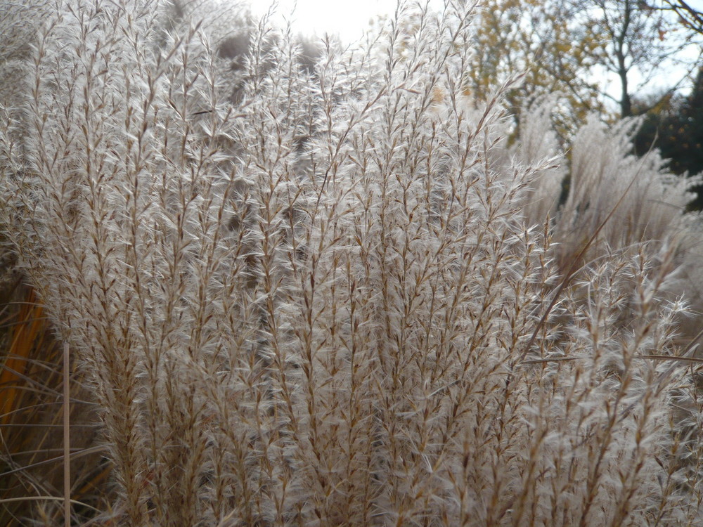 Gartenimpressionen