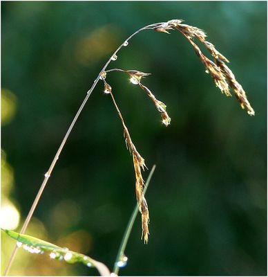 Gartenimpressionen ³