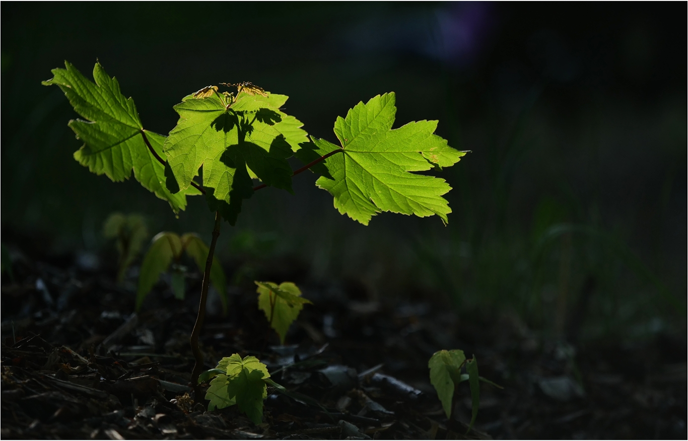 Gartenimpressionen