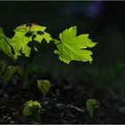 Gartenimpressionen