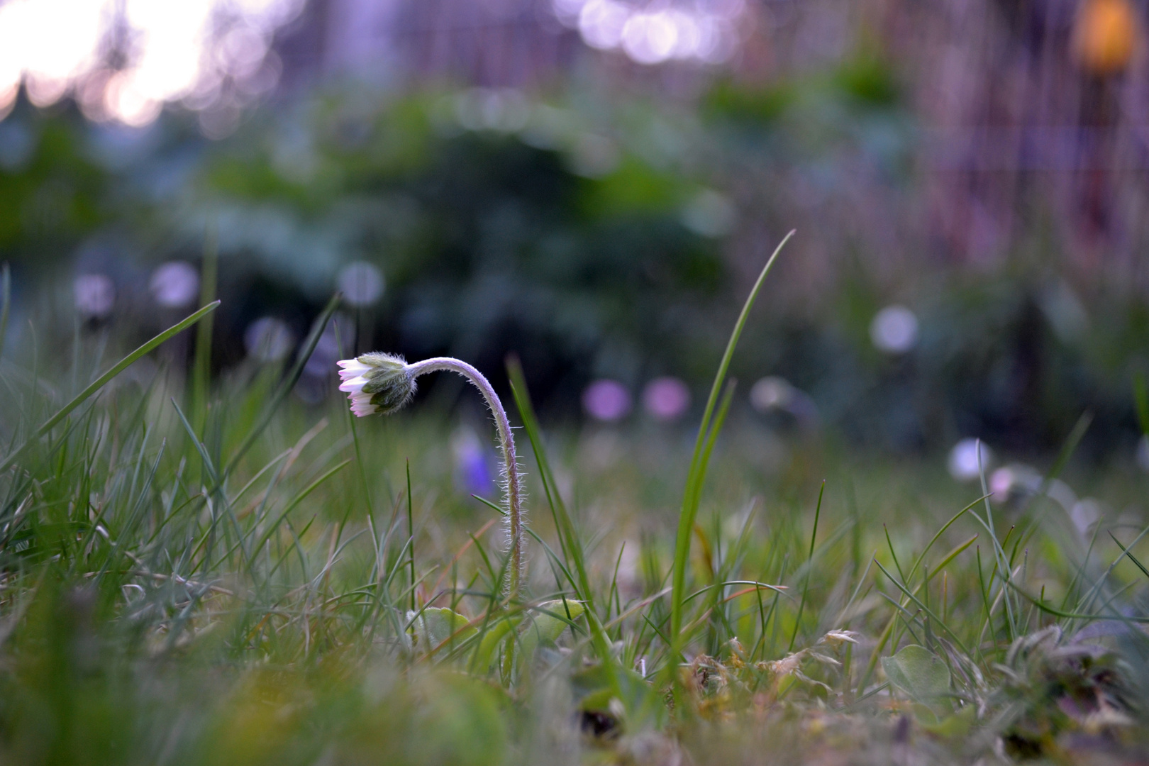 Gartenimpressionen