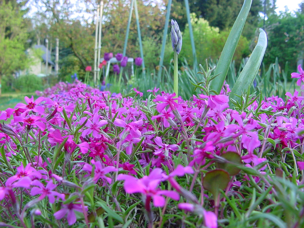 Gartenimpressionen 6