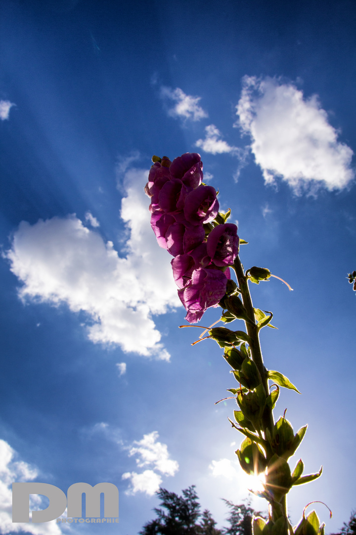 Gartenimpressionen