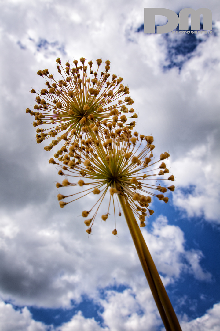 Gartenimpressionen