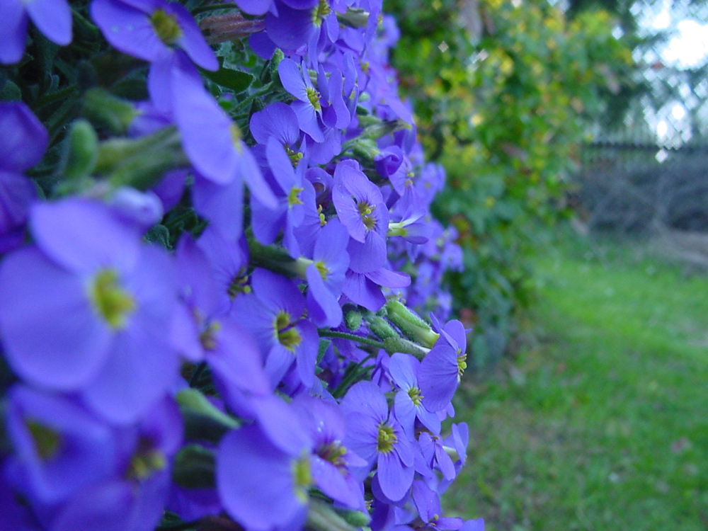 Gartenimpressionen 8