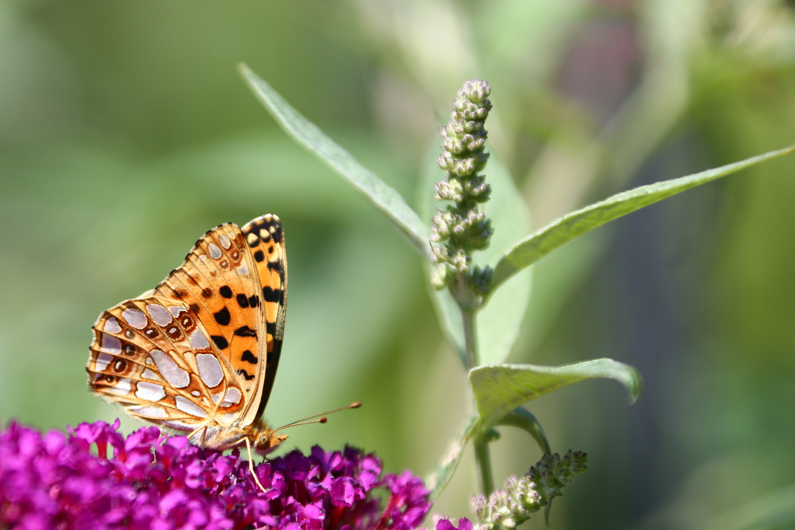 Gartenimpressionen