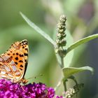 Gartenimpressionen