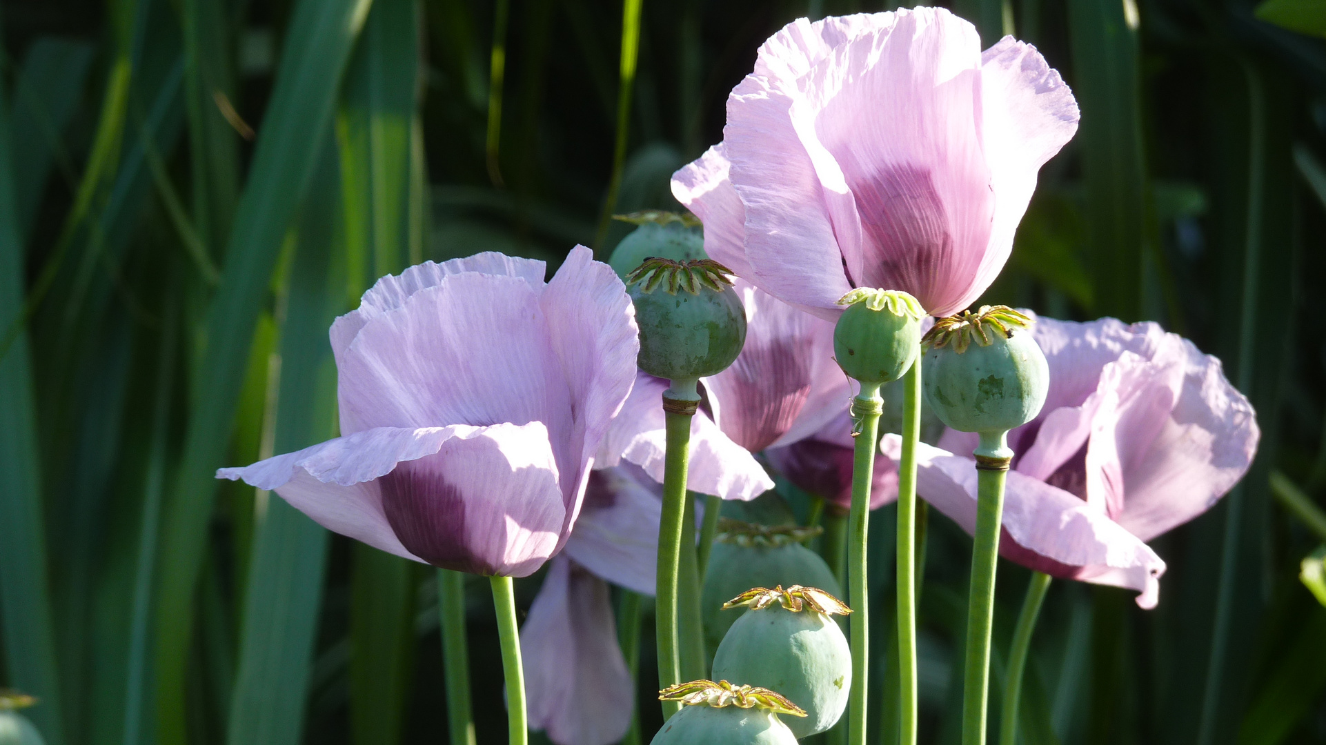 Gartenimpressionen