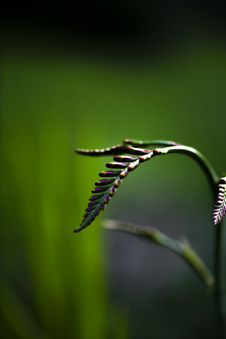 Gartenimpressionen