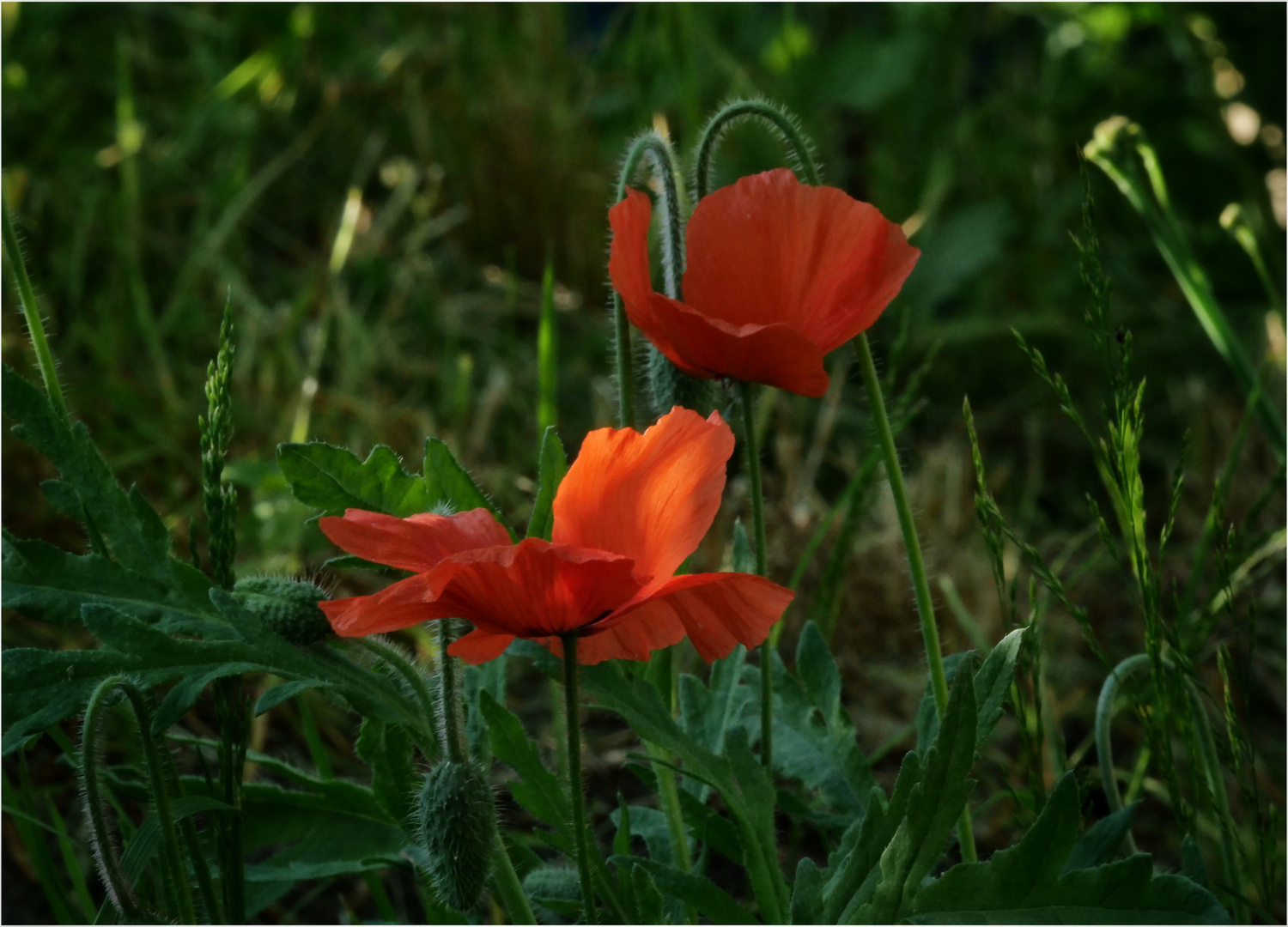 Gartenimpressionen