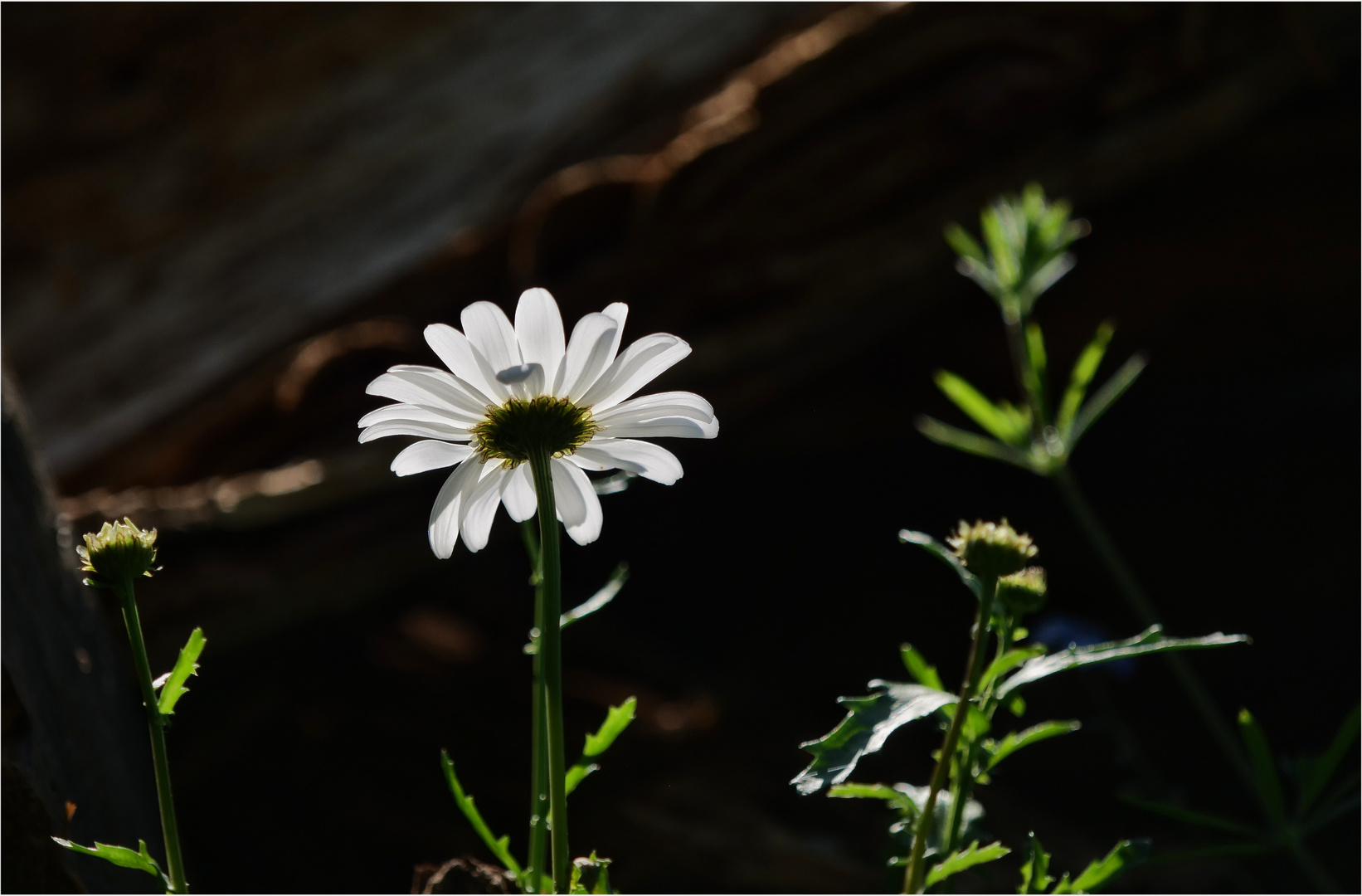 Gartenimpressionen