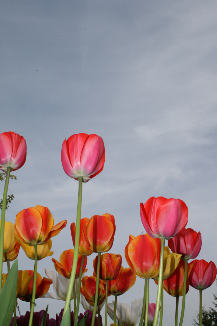 Gartenimpressionen