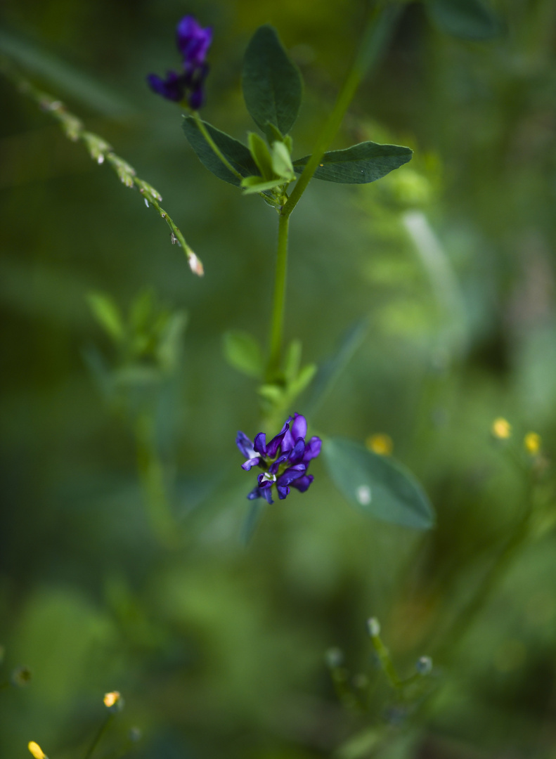 Gartenimpressionen