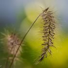 Gartenimpressionen im Dezember ...