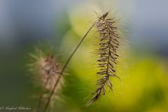 Gartenimpressionen im Dezember ...