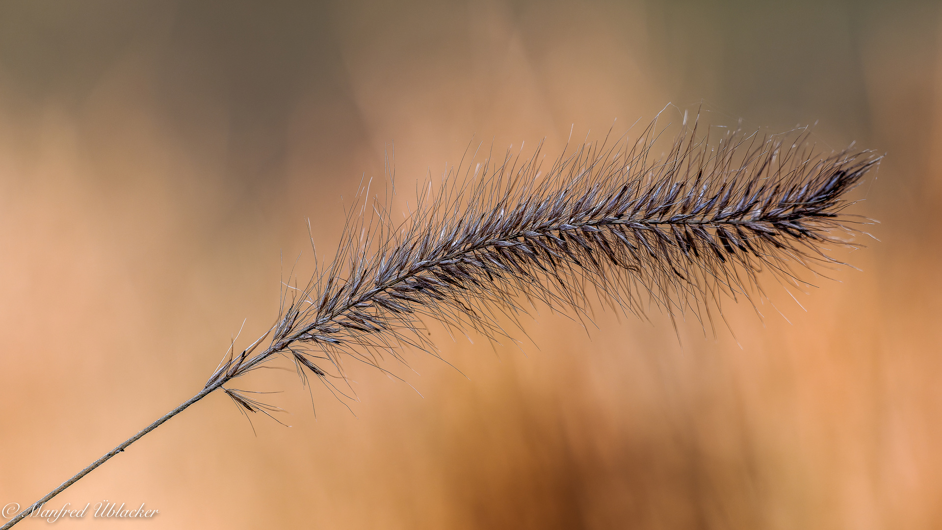 Gartenimpressionen im Dezember ...