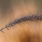 Gartenimpressionen im Dezember ...