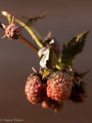 Gartenimpressionen im Dezember ...