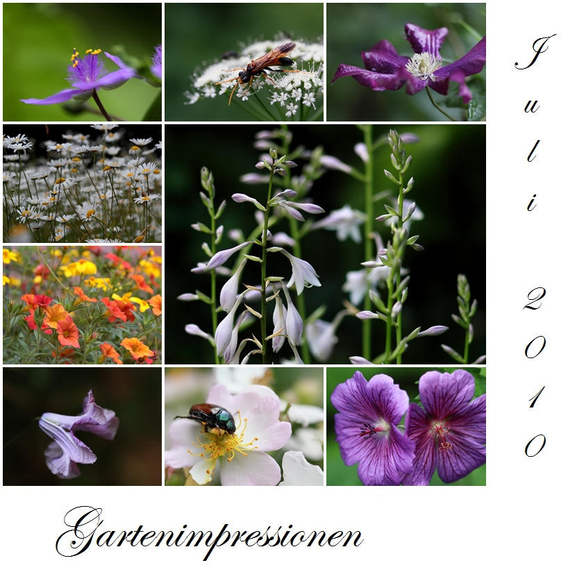 Gartenimpressionen Juli 2010