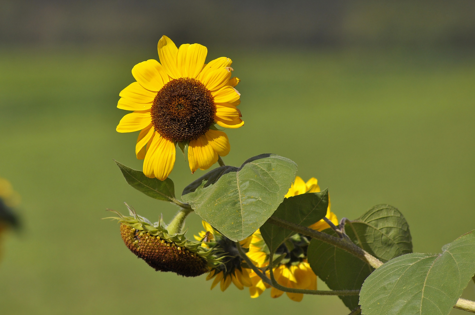 Gartenimpressionen (Sonnenblumen)