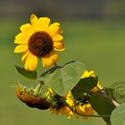 Gartenimpressionen (Sonnenblumen)