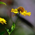 Gartenimpressionen (Sonnenhut)