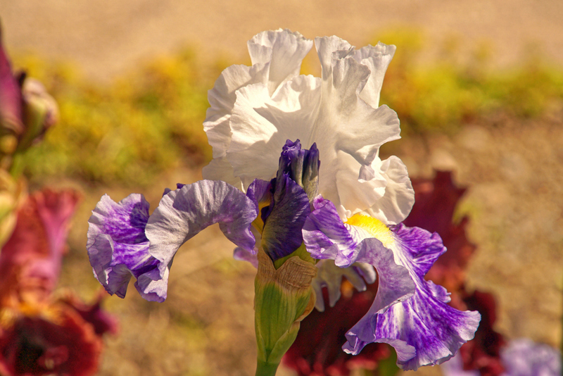 garteniris