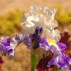 garteniris