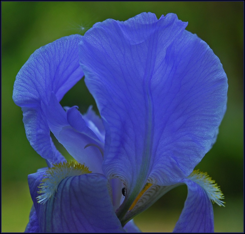 Garteniris