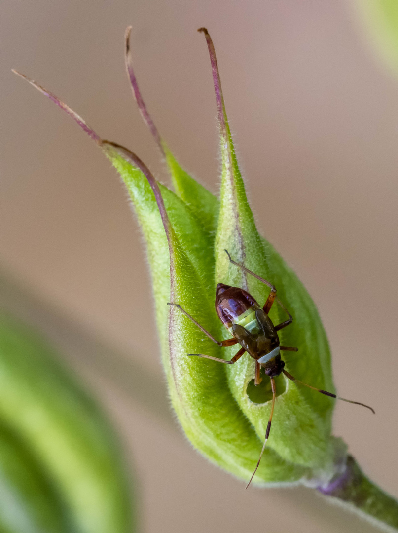 Gartenkäfer