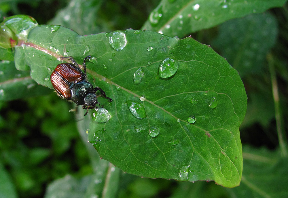 Gartenkäfer nach Regen