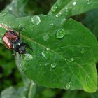 Gartenkäfer nach Regen