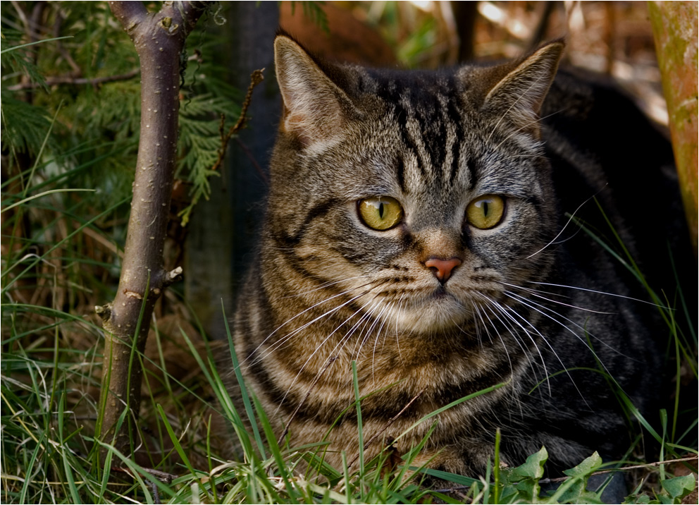 Gartenkater ...