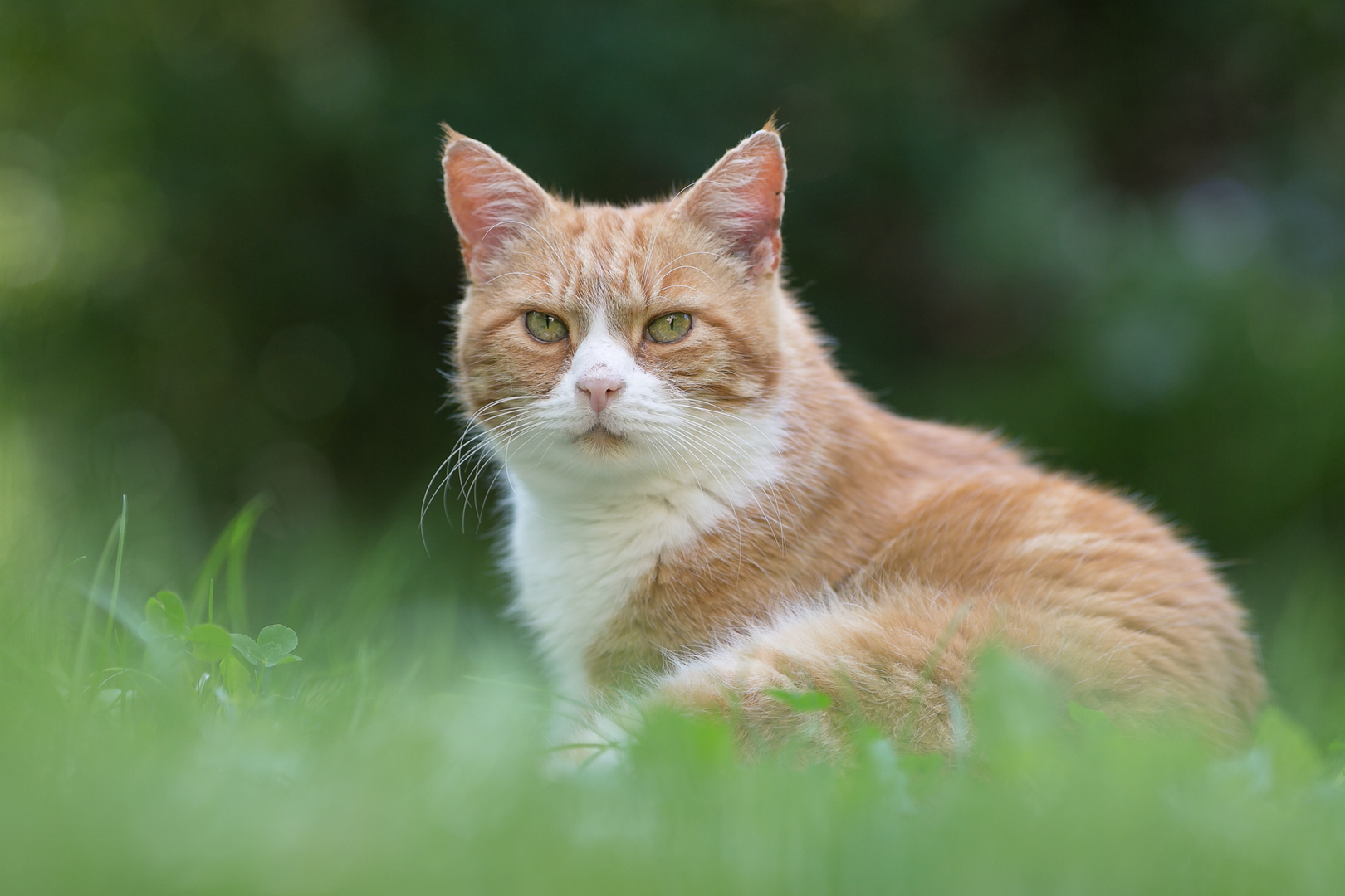 Gartenkatze