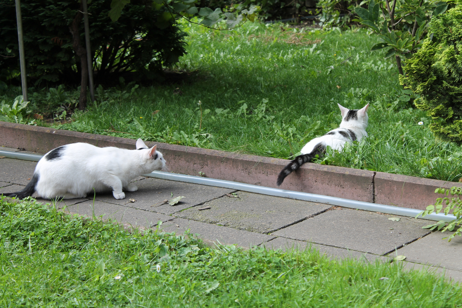 Gartenkatzen 3, Schleichangriff