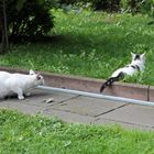 Gartenkatzen 3, Schleichangriff