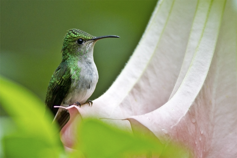 Gartenkolibri ?