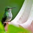 Gartenkolibri ?