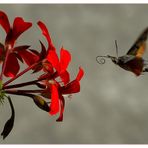 Gartenkolibris....