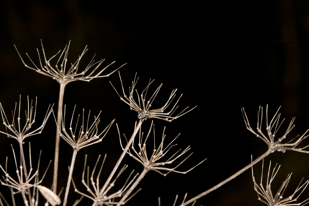 Gartenkraken