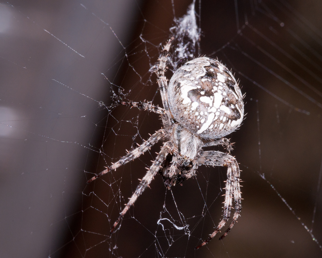 Gartenkreutzspinne 1