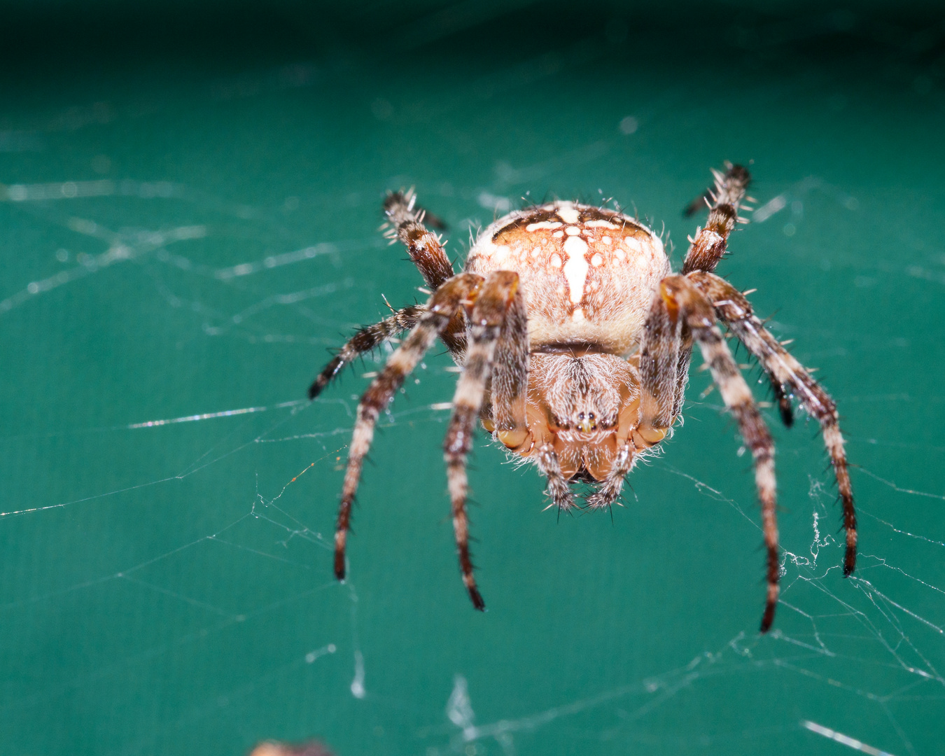 Gartenkreutzspinne 2