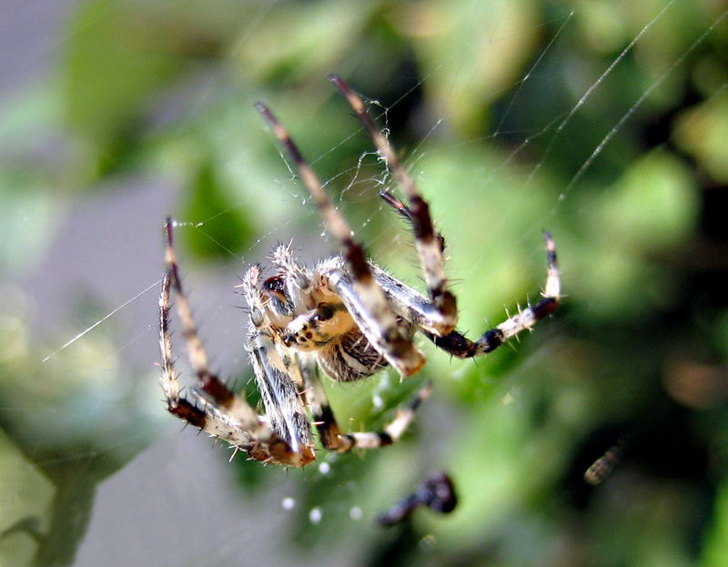 gartenkreutzspinne