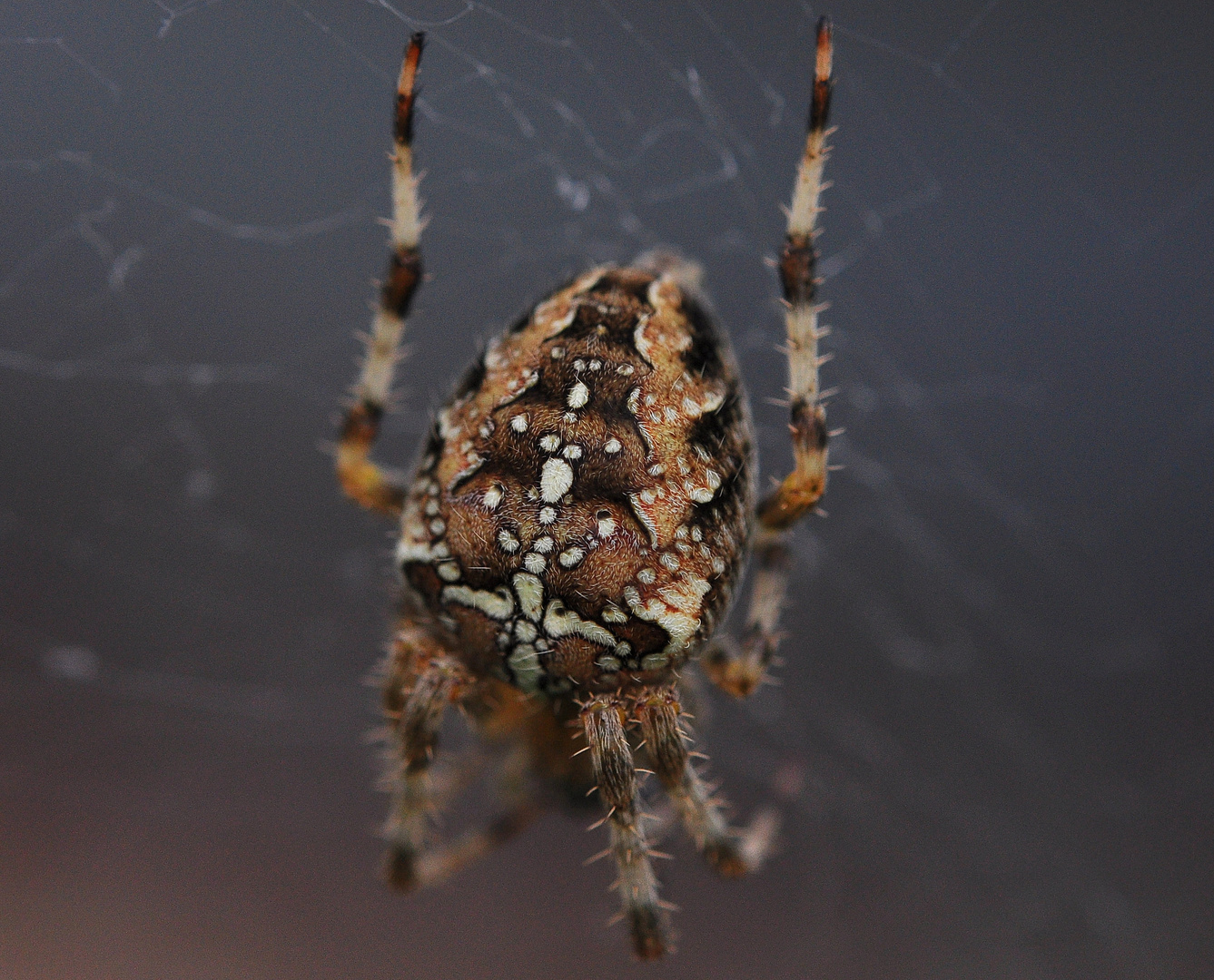 Gartenkreutzspinne................# 4