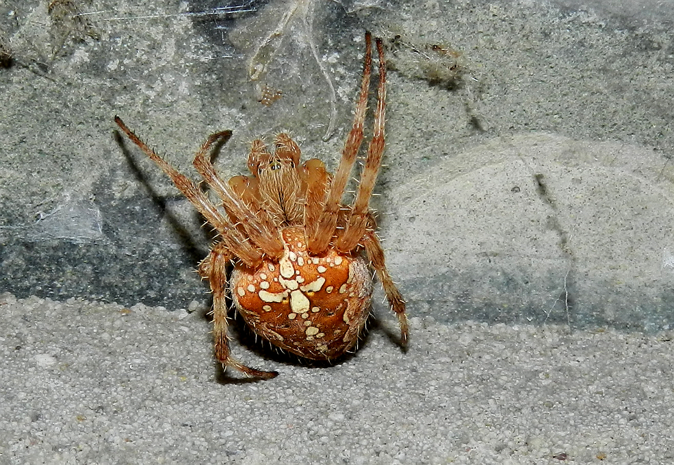 Gartenkreutzspinne