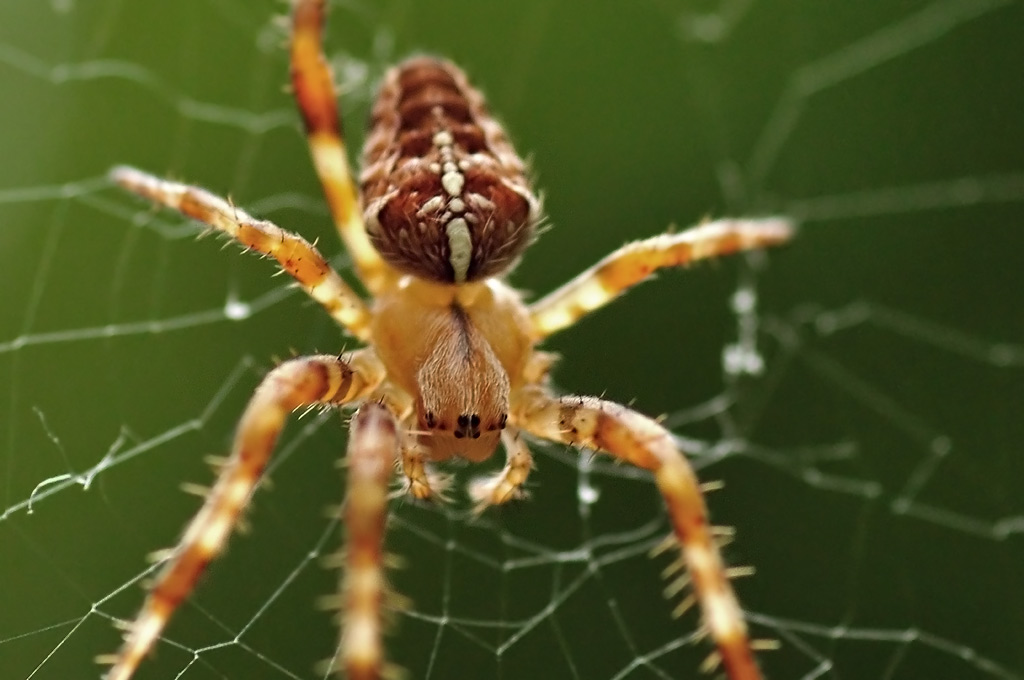 Gartenkreutzspinne